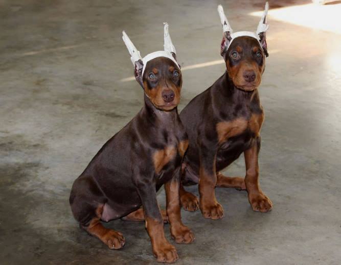 Köpeklerin Kulakları Neden Kesilir